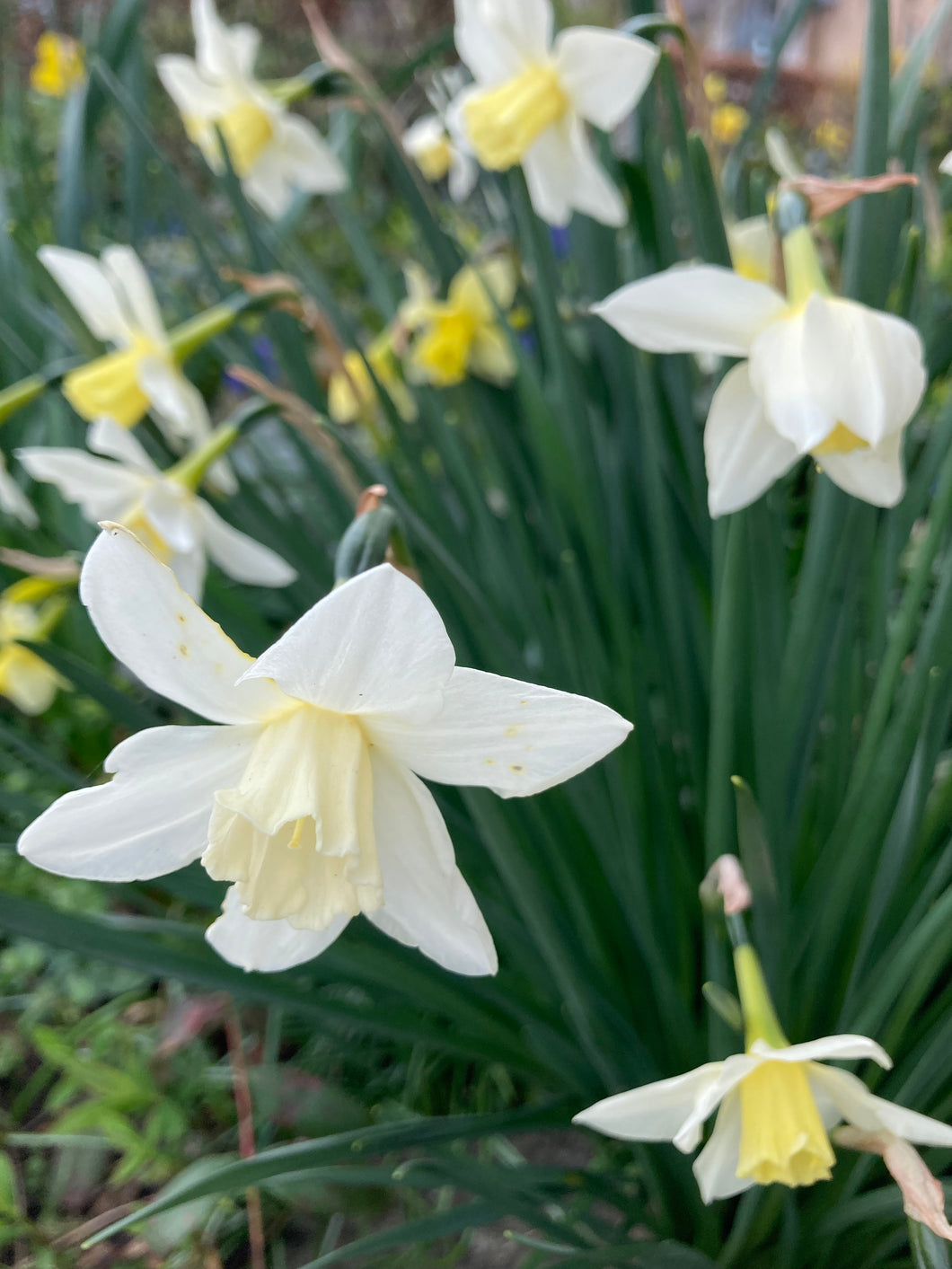 30 bulbs of dwarf Narcissus (Sailboat) Includes Postage
