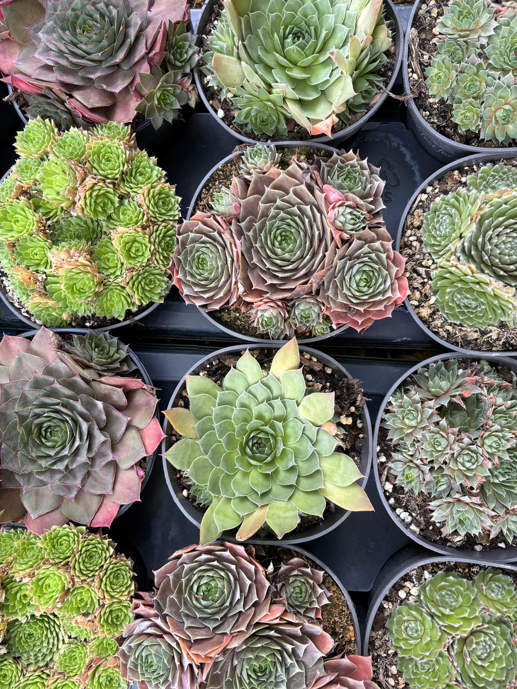 2 plants of Sempervivum (House Leek) - Includes Postage