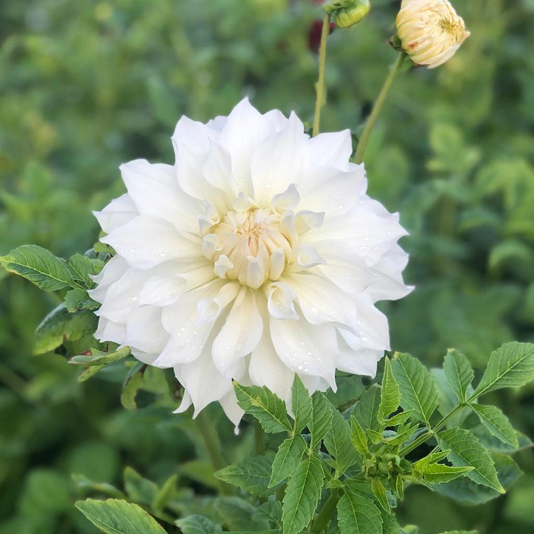 3 tubers of large-flowered Dahlia (Snowbound) Includes Postage