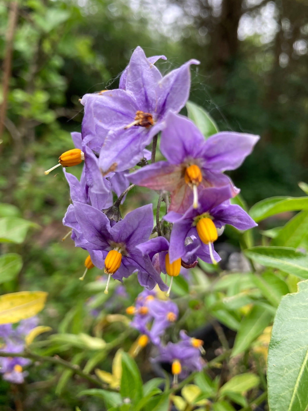 1 established plant of Solanum crispum 'Glasnevin' in 2 litre pot (Purple Potato Vine) Includes Postage