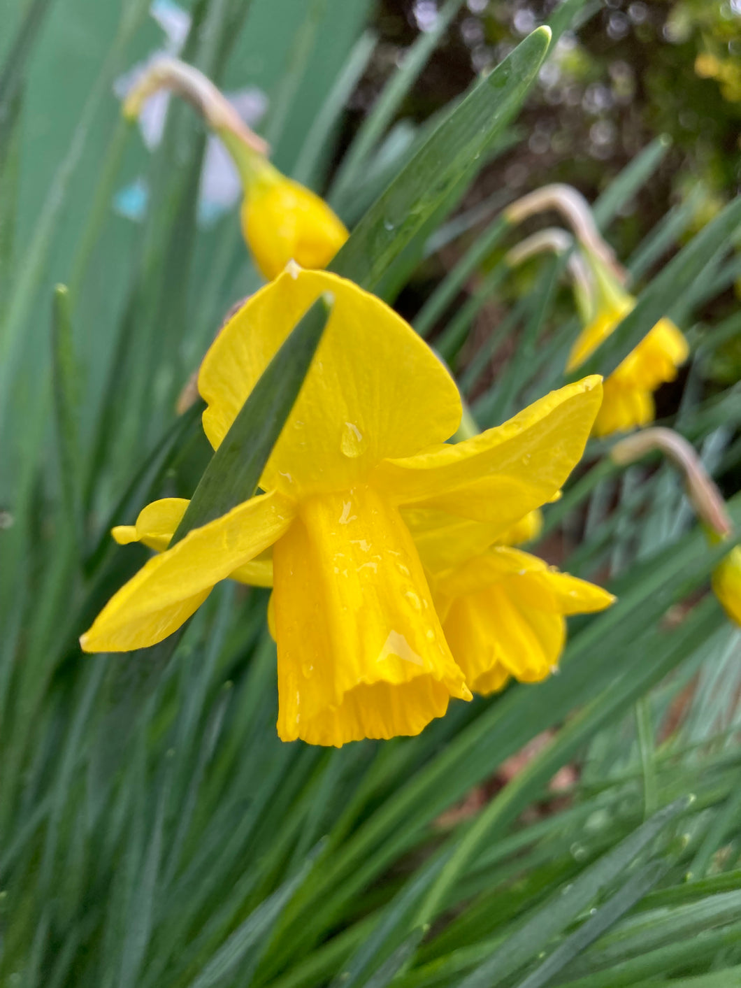 10 bulbs of Daffodil (Sweetness) Includes Postage