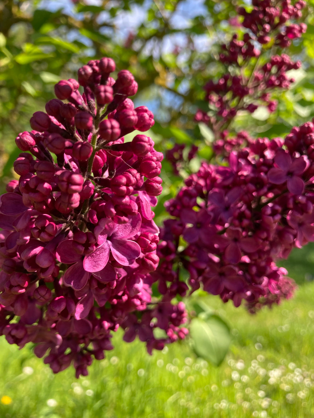 1 Potted Plant of Syringa vulgaris 'Ludwig Spath' (Lilac Tree) in a 9cm pot Includes Postage