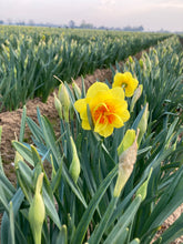 Load image into Gallery viewer, 50 bulbs of Daffodil (Tahiti) Includes Postage
