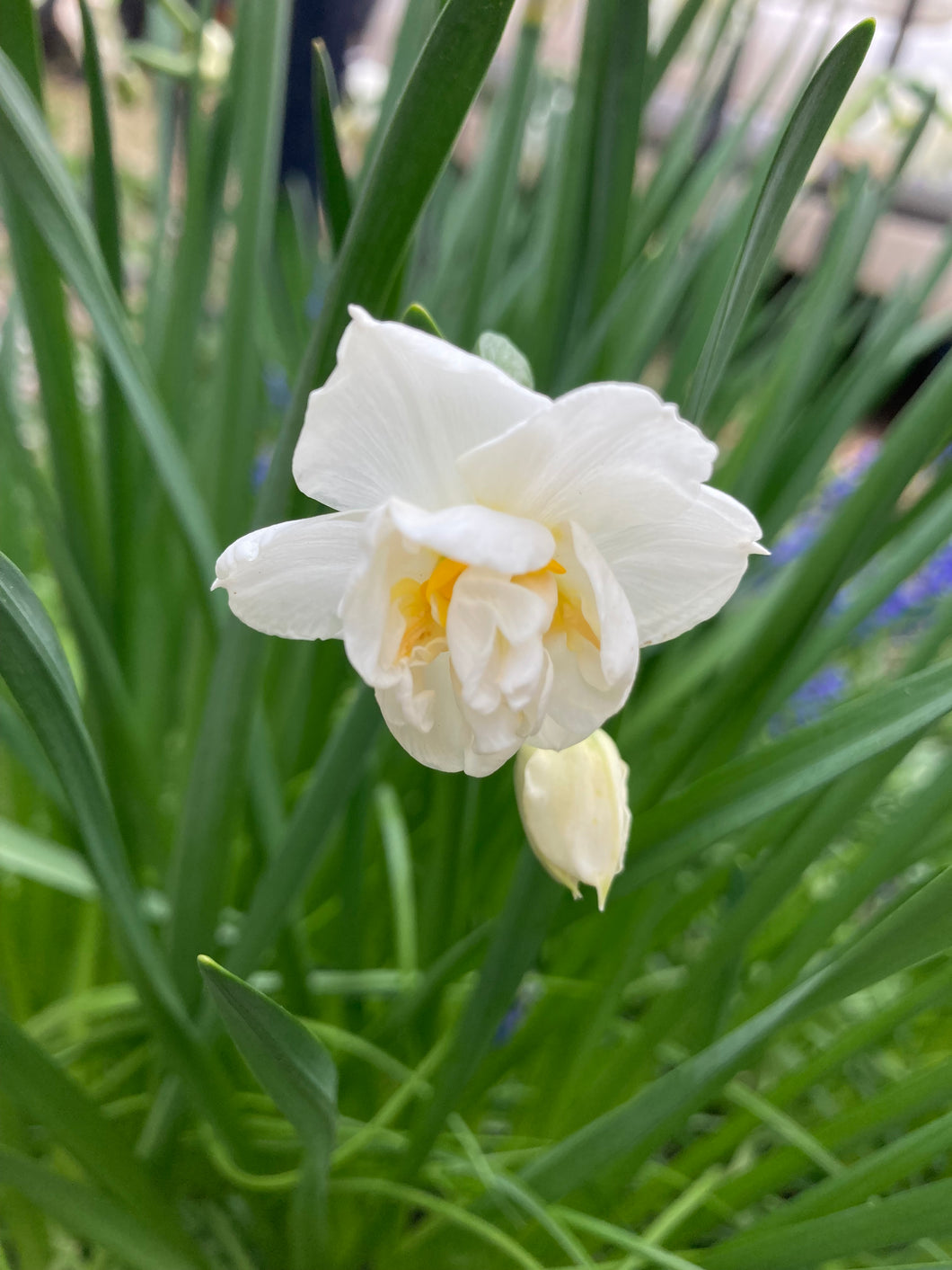 10 bulbs of Daffodil (The Bride) Includes Postage