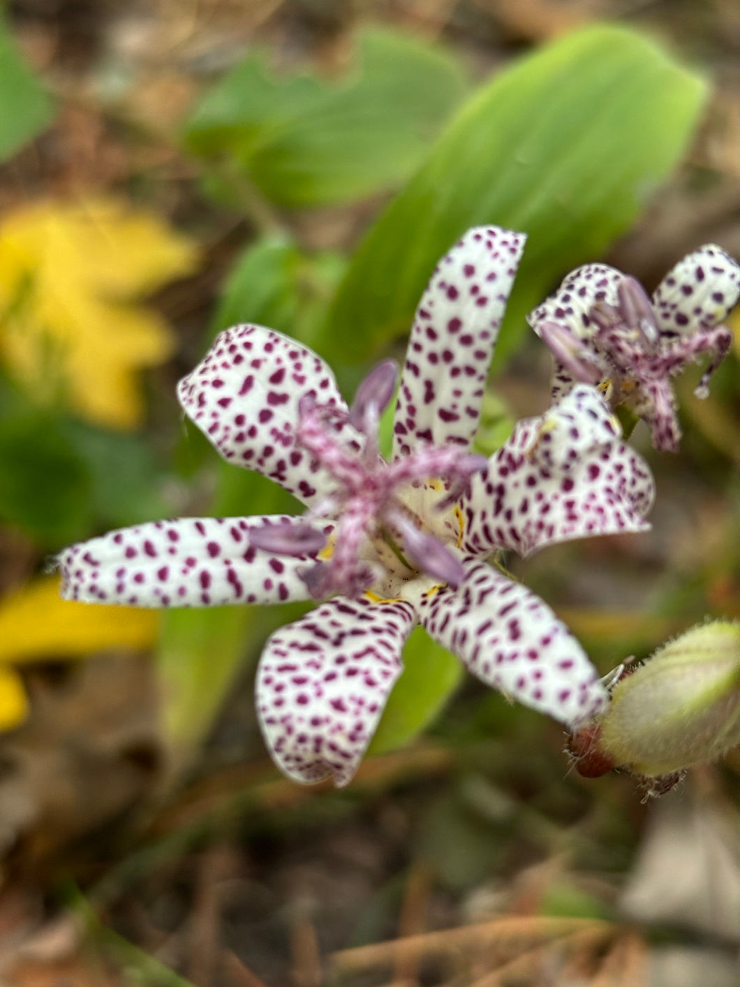 3 bare roots of Tricyrtis formosana 'Purple Edge' Toad Lily - Includes Postage