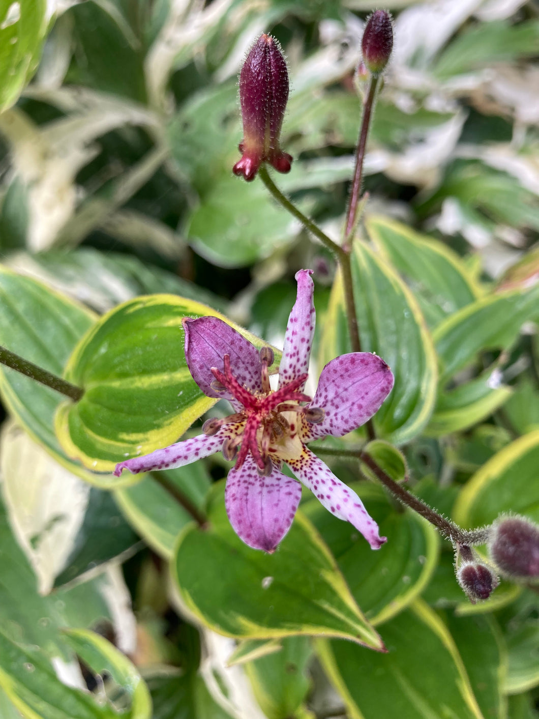 3 bare roots of Tricyrtis formosana 'Gilt Edge' Toad Lily - Includes Postage