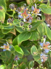 Load image into Gallery viewer, 3 bare roots of Tricyrtis formosana &#39;Gilt Edge&#39; Toad Lily - Includes Postage
