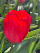 Load image into Gallery viewer, 20 bulbs of Tulip (Red Impression) Includes Postage
