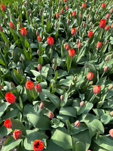 Load image into Gallery viewer, 20 bulbs of Tulip (Ad Rem) Includes Postage
