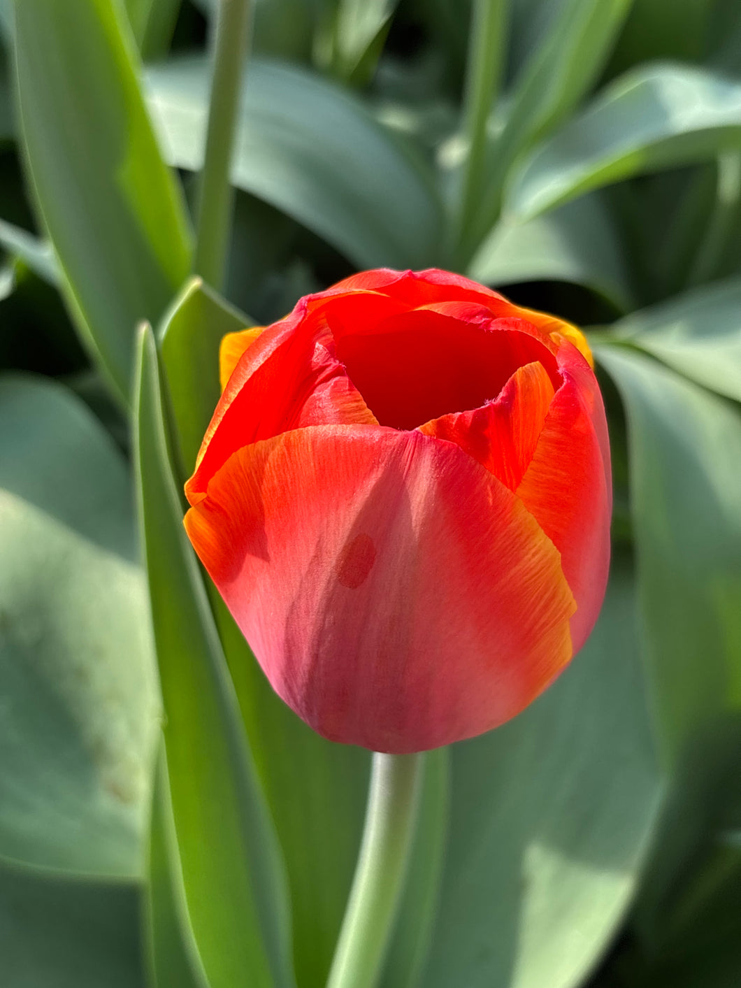 20 bulbs of Tulip (Ad Rem) Includes Postage