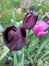 Load image into Gallery viewer, 10 bulbs of Tulip (Black Hero) Includes Postage
