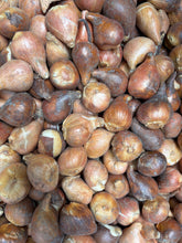 Load image into Gallery viewer, 20 bulbs of Tulip (Red Impression) Includes Postage
