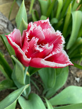 Load image into Gallery viewer, 20 bulbs of Tulip (Canasta) Includes Postage
