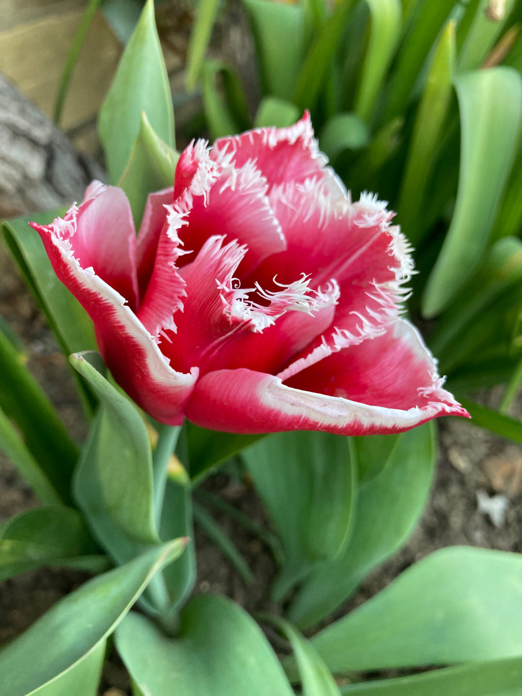 20 bulbs of Tulip (Canasta) Includes Postage