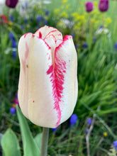 Load image into Gallery viewer, 10 bulbs of Tulip (Mata Hari) Includes Postage
