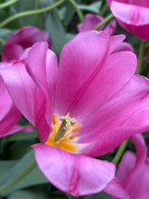 Load image into Gallery viewer, 20 bulbs of Tulip (Purple Raven) Includes Postage
