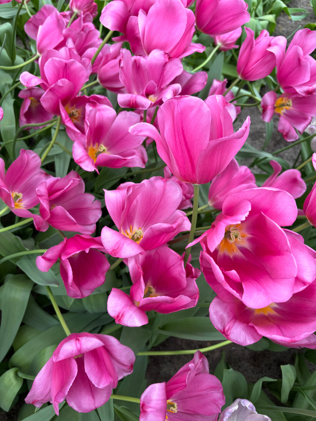 20 bulbs of Tulip (Purple Raven) Includes Postage
