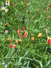 Load image into Gallery viewer, 10 bulbs of Tulip (Mixed Specie) Includes Postage
