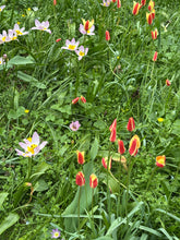 Load image into Gallery viewer, 10 bulbs of Tulip (Mixed Specie) Includes Postage
