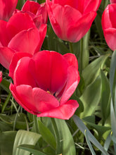 Load image into Gallery viewer, 10 bulbs of Tulip (Van Eijk) Includes Postage
