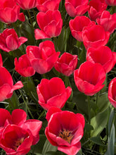 Load image into Gallery viewer, 10 bulbs of Tulip (Van Eijk) Includes Postage
