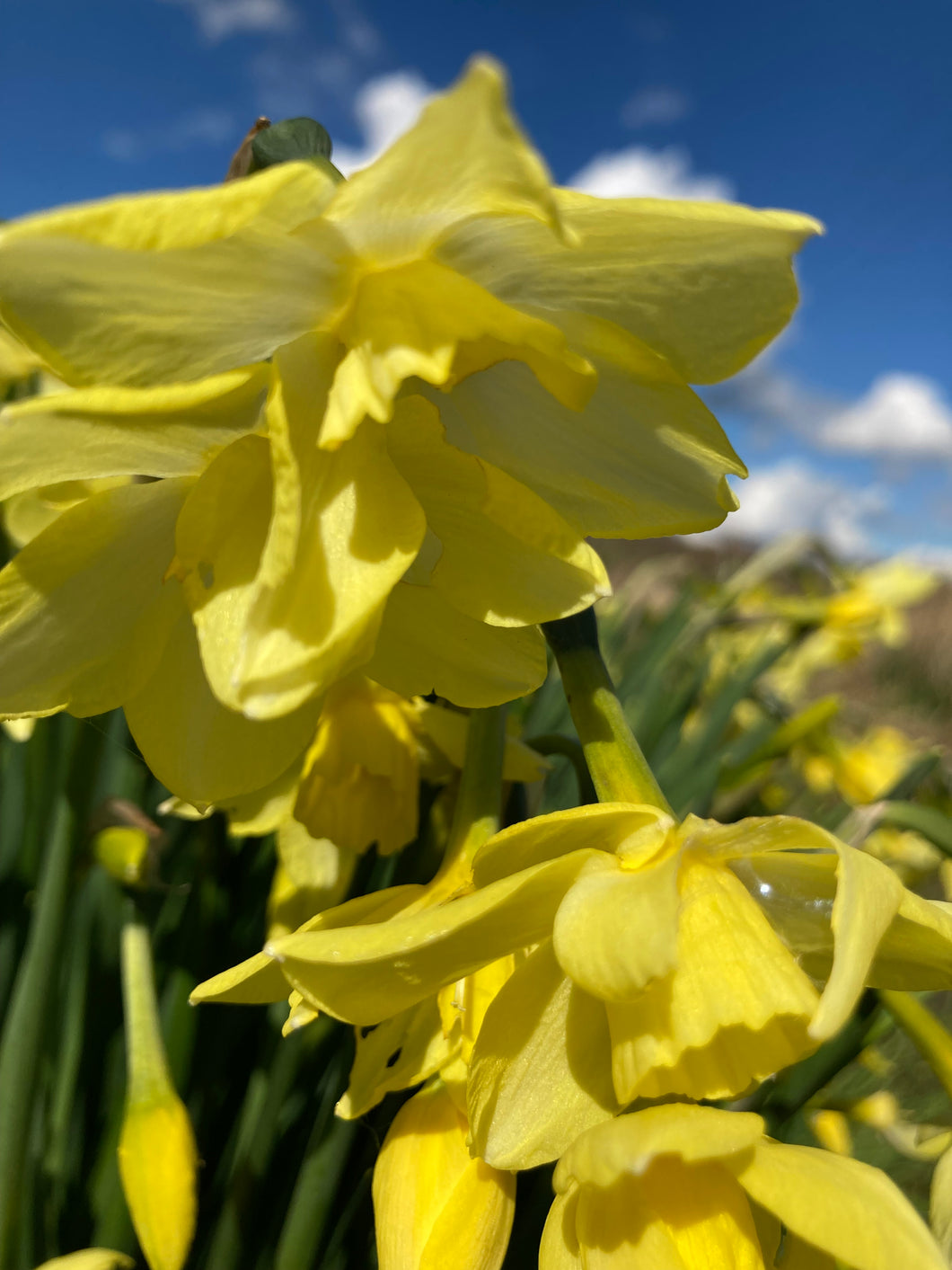 5 bulbs of Daffodil (Verdin) Includes Postage