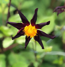 Load image into Gallery viewer, 1 tuber of star Dahlia (Veronne&#39;s Obsidian) Includes Postage
