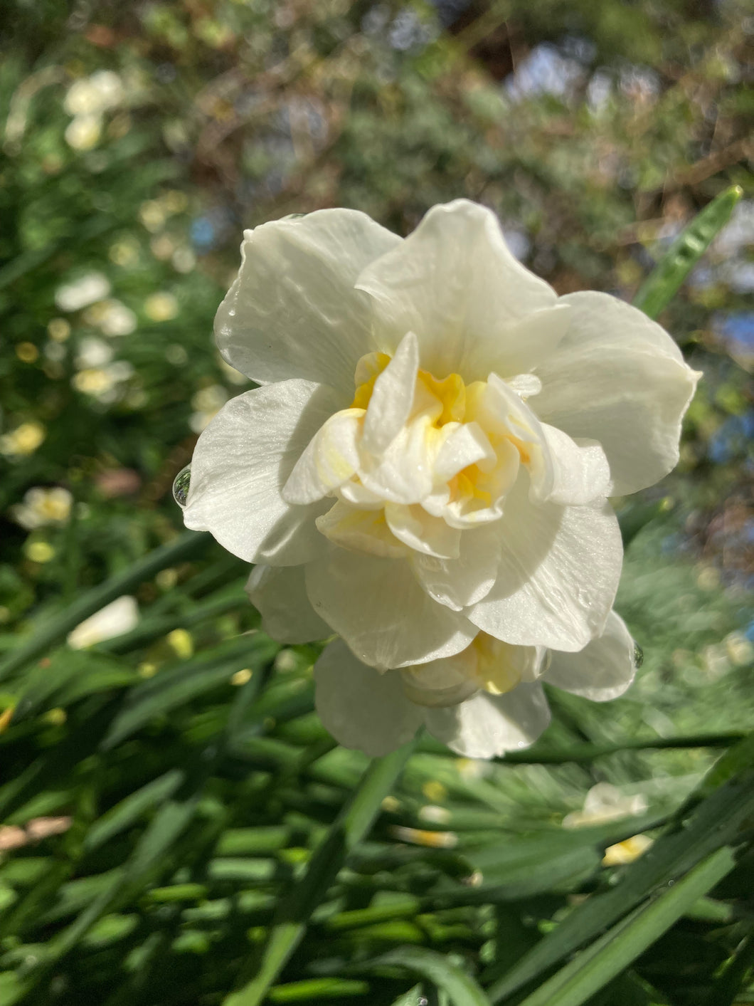 30 bulbs of Daffodil (Sir Winston) Includes Postage