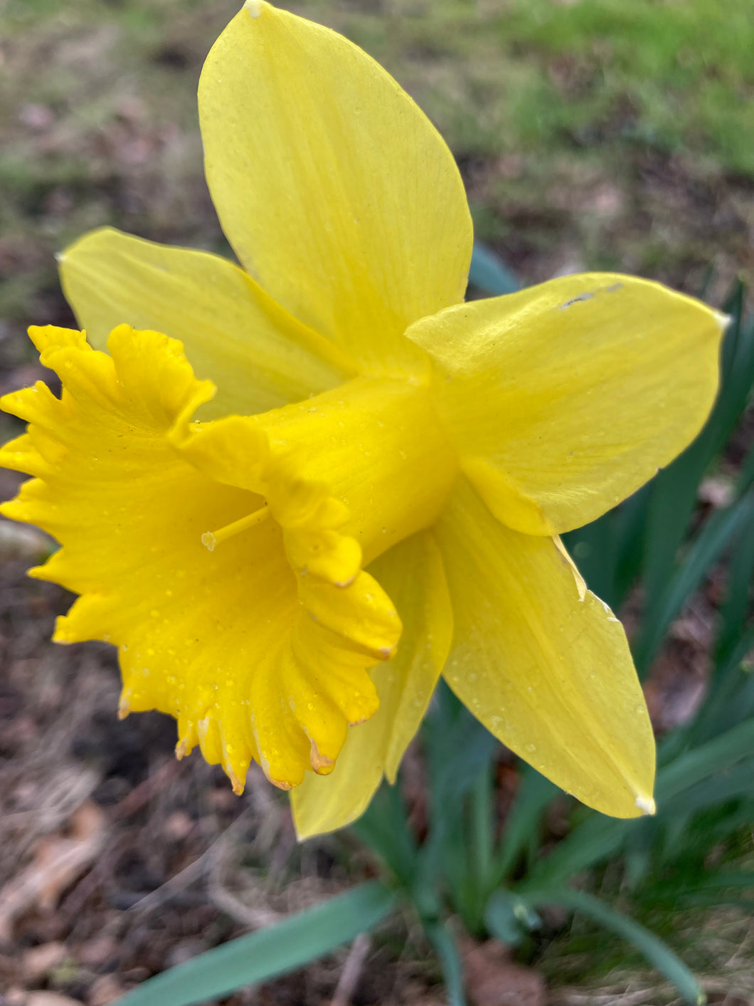 10 bulbs of Daffodil (Yellow Trumpet) Includes Postage