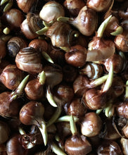 Load image into Gallery viewer, 30 bulbs of yellow Crocus (Romance) Includes Postage
