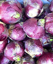 Load image into Gallery viewer, 30 bulbs of Hyacinth (Red Glory) Includes Postage
