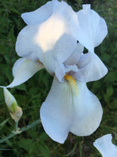 Load image into Gallery viewer, 1 rhizome of white Bearded (Iris germanica) Includes Postage
