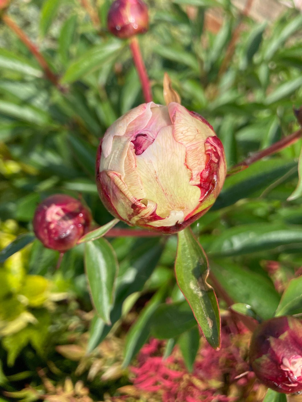 2 roots of pink Peony (Festiva Maxima) Includes Postage