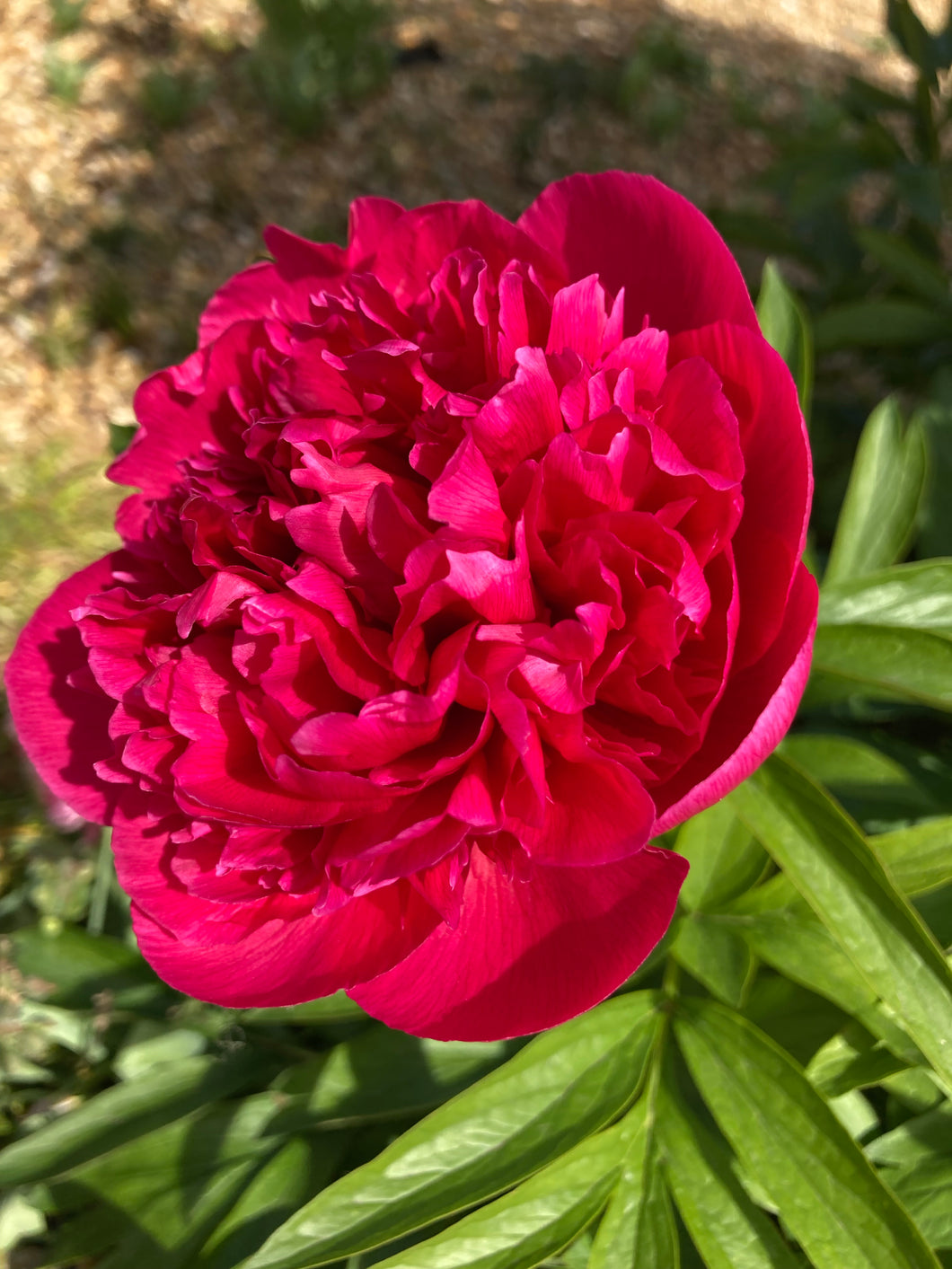 3 roots of Peony (Red Charm) Includes Postage