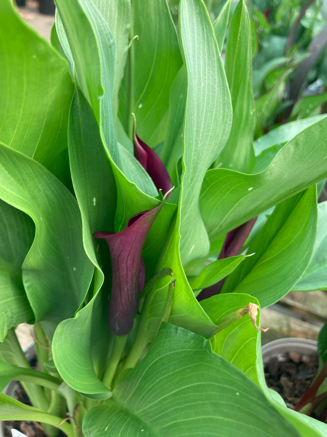3 tubers of deep red Calla Lily (Zantedeschia Schwarzwalder) Includes Postage