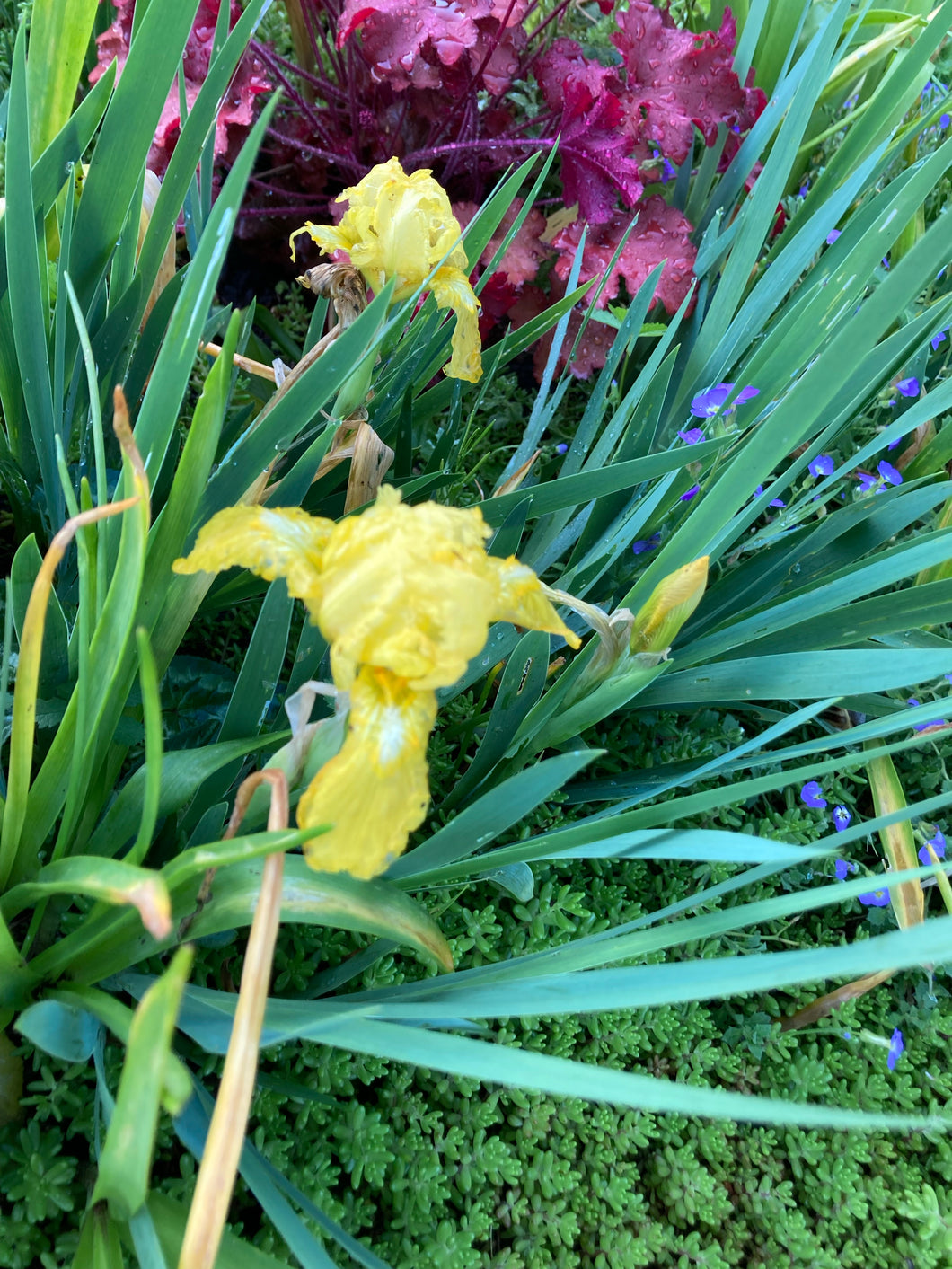 50 bulbs of dwarf Iris/Iris danfordiae (Danford Iris) Includes Postage