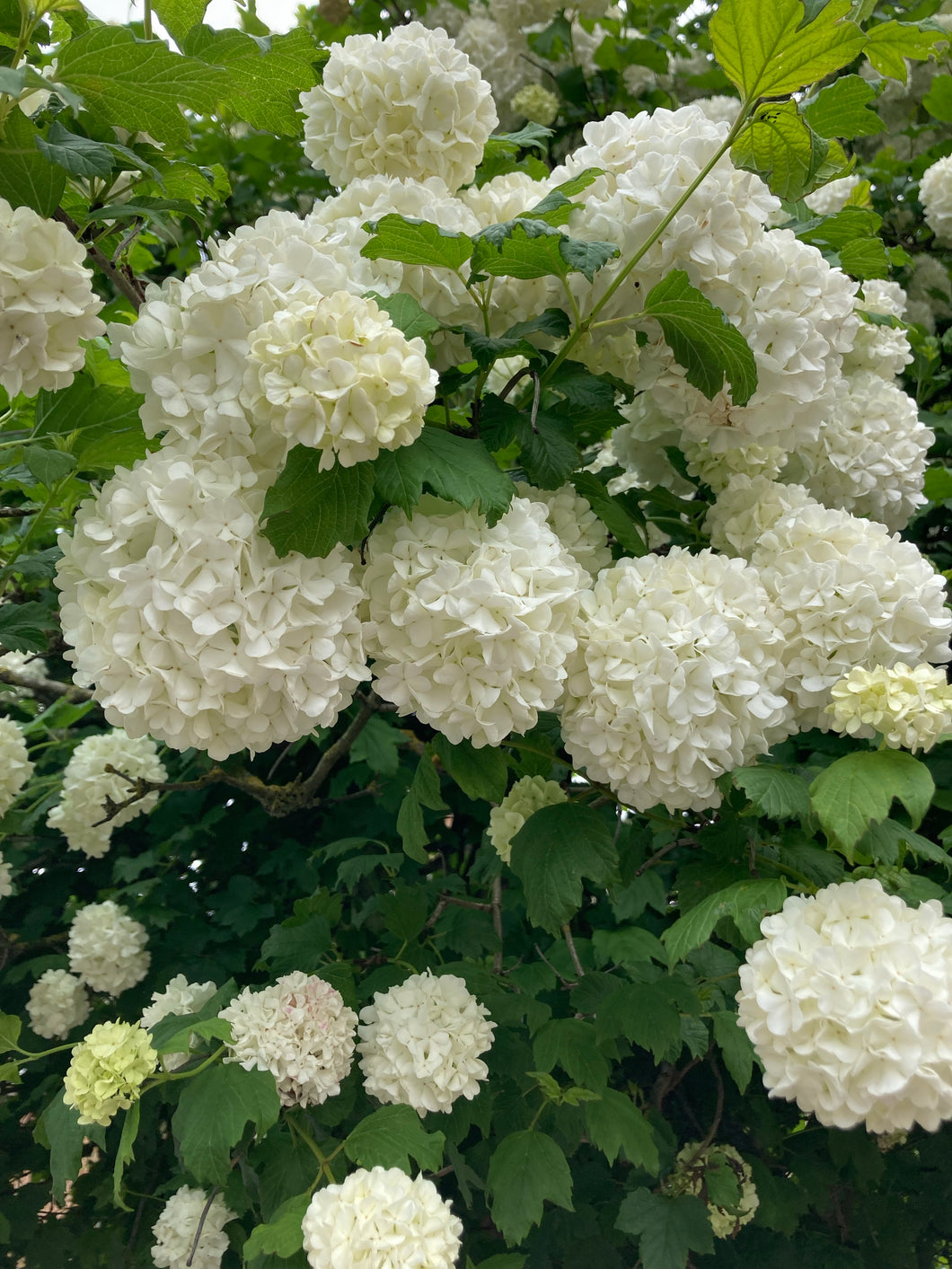 1 Potted Plant of Viburnum opulus 'Roseum' (Sterile) in a 12cm pot Includes Postage