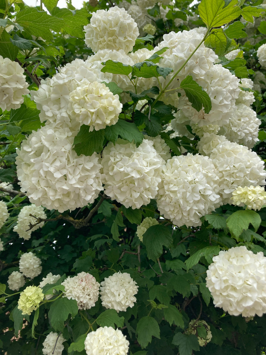 1 Potted Plant of Viburnum opulus 'Roseum' (Sterile) in a 9cm pot Includes Postage