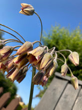 Load image into Gallery viewer, 3 bulbs of Ornamental Allium nectaroscordum (Bulgaricum nectaroscordum) Includes Postage
