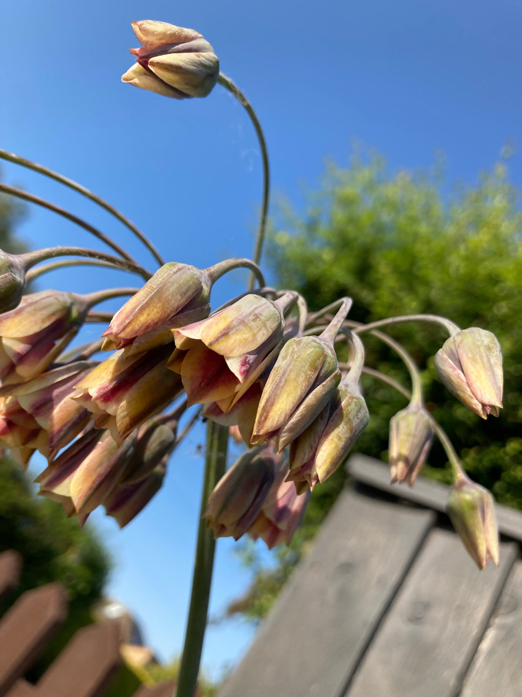 3 bulbs of Ornamental Allium nectaroscordum (Bulgaricum nectaroscordum) Includes Postage