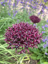 Load image into Gallery viewer, 3 bulbs of Allium atropurpureum (Large Purple Headed Allium) Includes Postage
