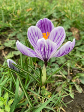Load image into Gallery viewer, 30 bulbs of white/purple Crocus (King of The Stripe) Includes Postage
