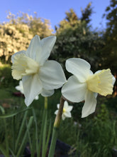 Load image into Gallery viewer, 5 bulbs of fragrant Daffodil/Narcissi Jonquilla (Pueblo) Includes Postage
