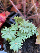 Load image into Gallery viewer, 2 bulbs of Oxalis adenophylla (Silver Shamrock) Includes Postage
