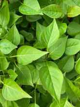 Load image into Gallery viewer, 1 Potted Plant of Syringa vulgaris &#39;Ludwig Spath&#39; (Lilac Tree) in a 9cm pot Includes Postage
