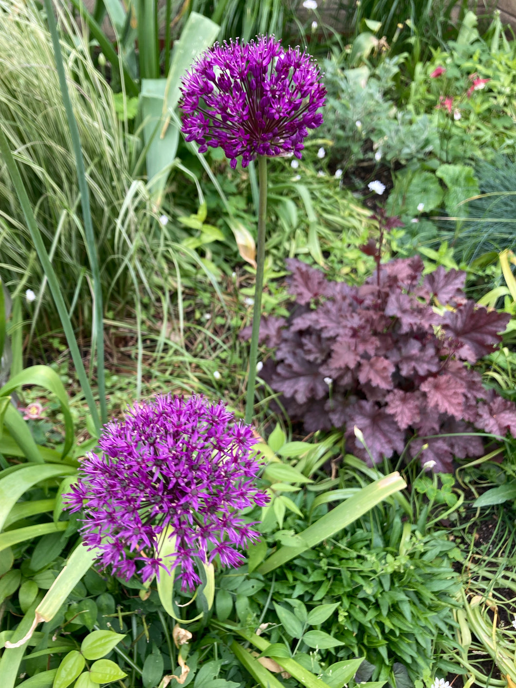 5 bulbs of Ornamental Allium (Purple Rain) Includes Postage