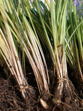 Load image into Gallery viewer, Bare Root of Acorus ogon (Golden Sweet Flag) Includes Postage
