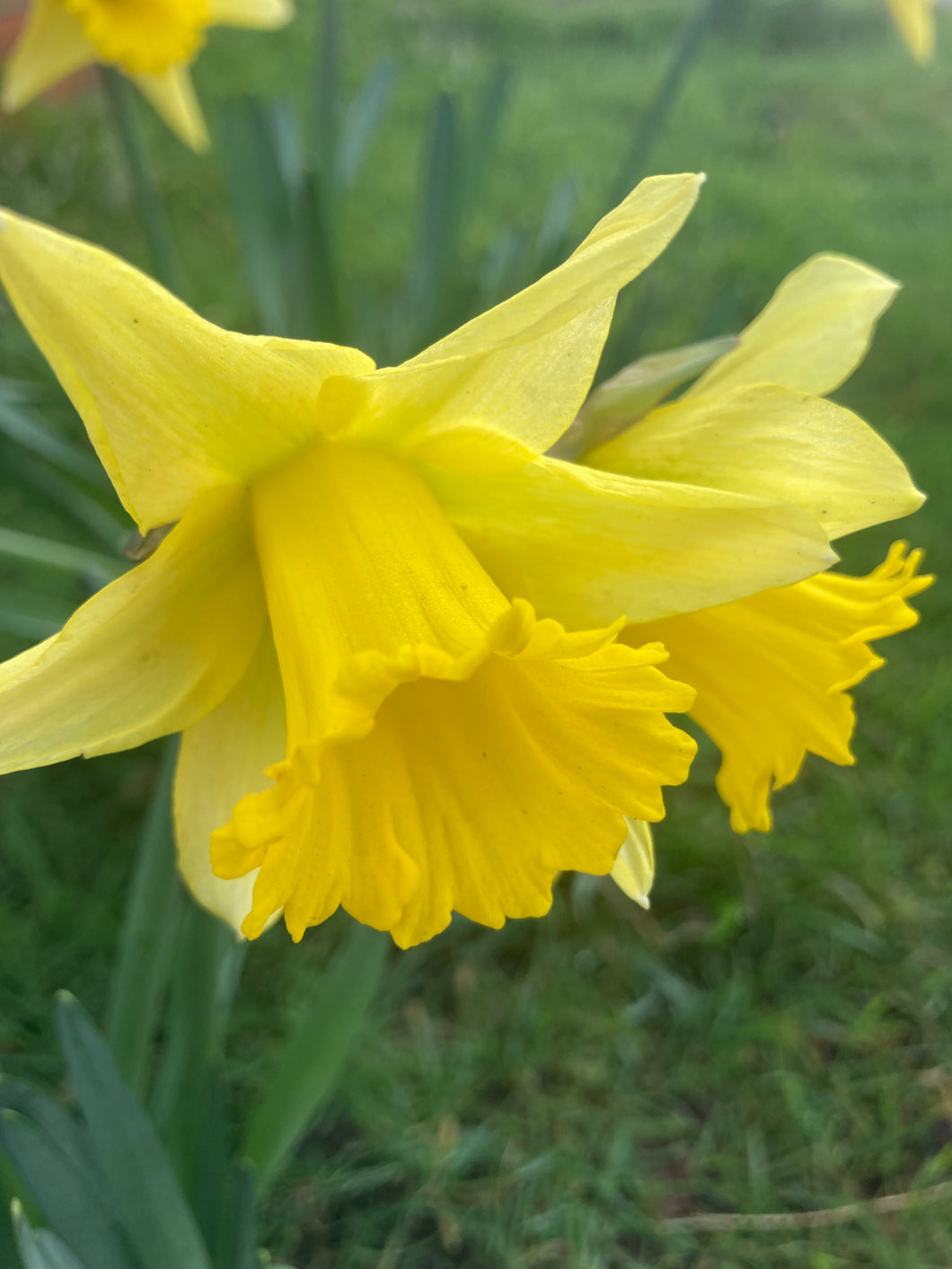 50 bulbs of Early Daffodil (February Gold) Includes Postage