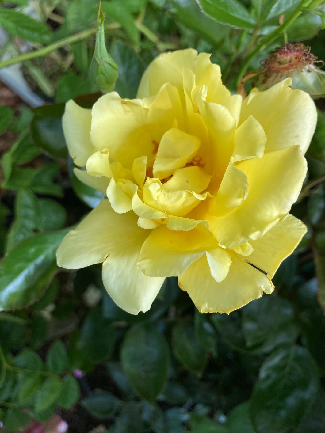 2 bare root yellow Climbing Roses (Golden Showers) Includes Postage