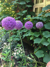 Load image into Gallery viewer, 2 bulbs of Ornamental Allium (Gladiator) Includes Postage
